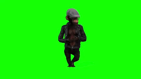 Monkey Dance Video Just like Humans funny dance