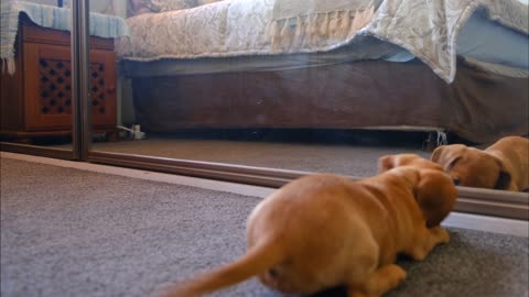 Little puppy playing with his shadow in the mirror