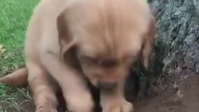 Playing with mud