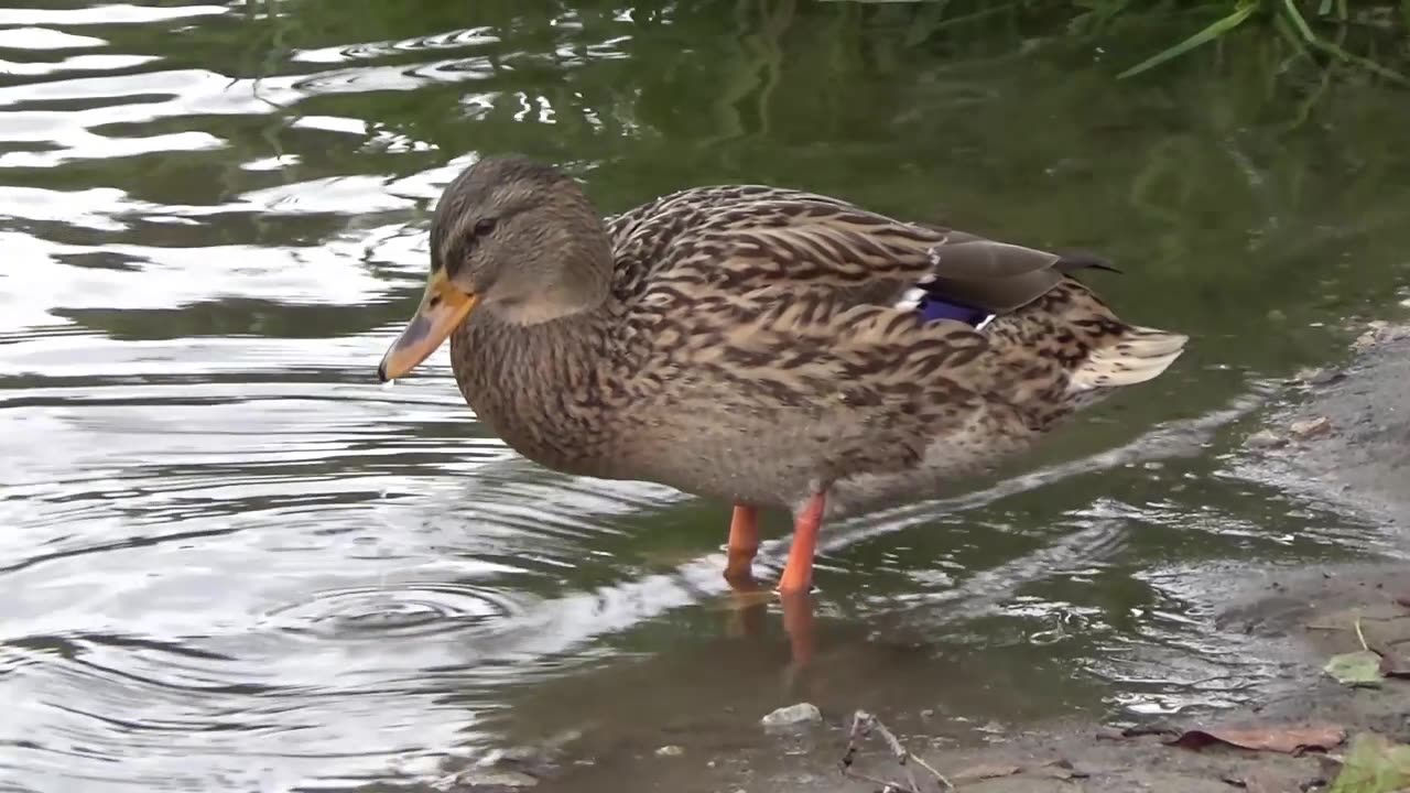 Mallard Duck Loses His Keys After the Bar #animals #funny #comedy