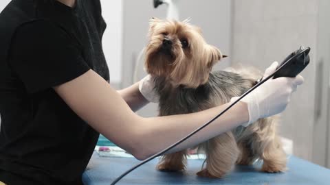 puppy at the dog groomer