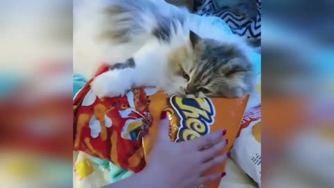 Funniest Cats try not enjoy it