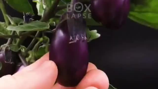 Baby eggplant🍆87 days in one minute