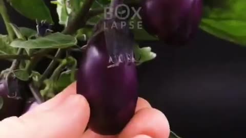 Baby eggplant🍆87 days in one minute