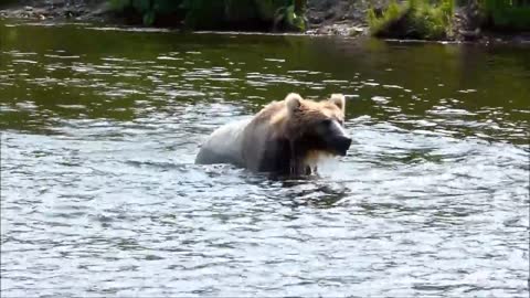 Cute Alaskan Grizzlies play and hunt!