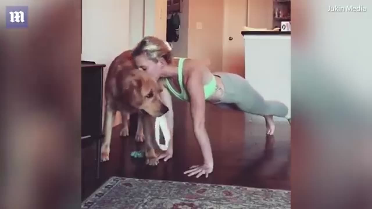 Playful dog makes push-ups impossible for vary patient owner