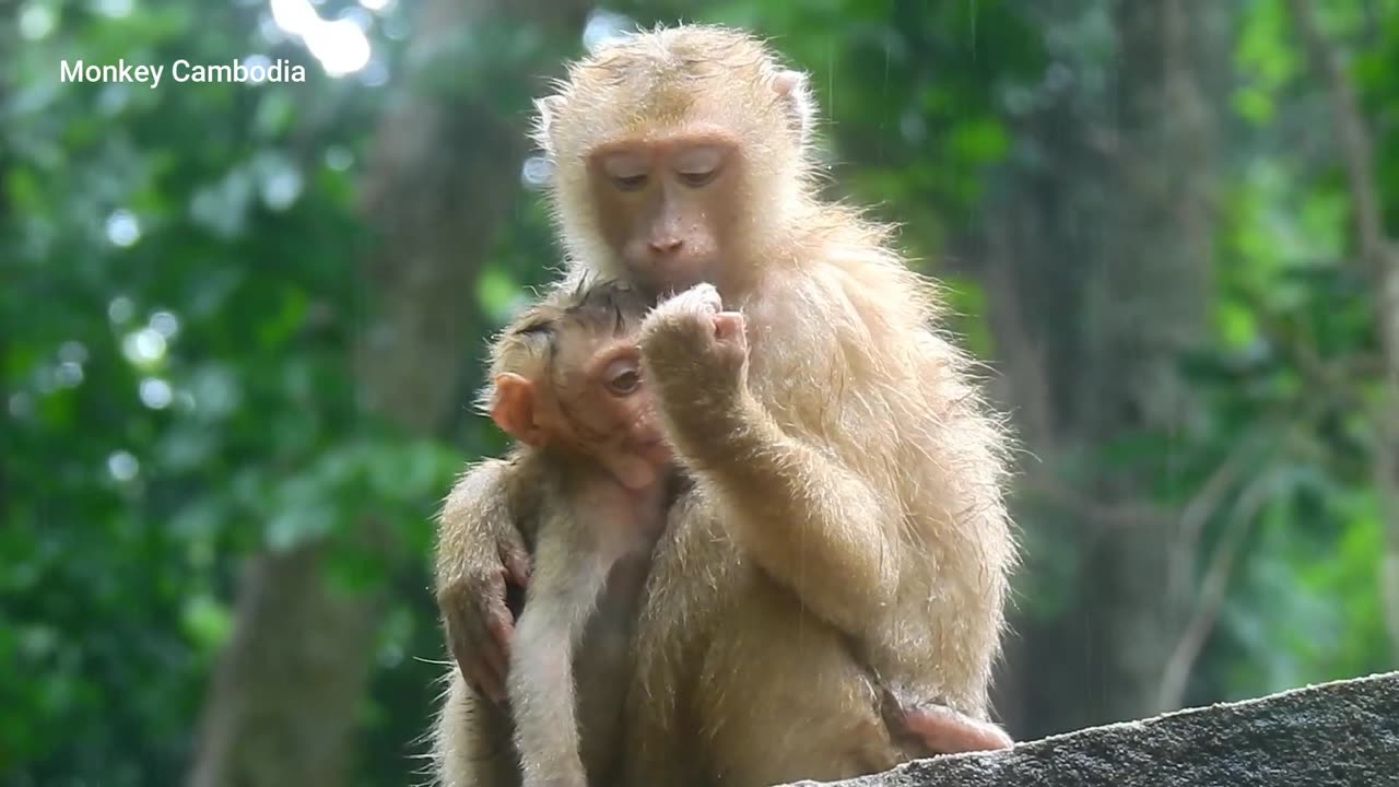 Very sad to see poor monkeys with no shelter while raining.