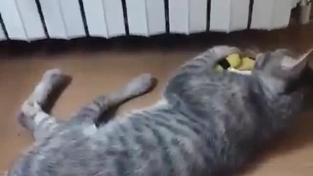 This cat is unfortunately paralyzed 😔 and is in my care to recover.