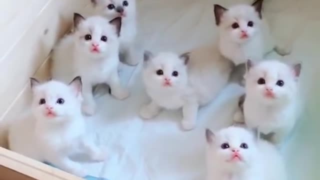 cute cats whatsapp status video