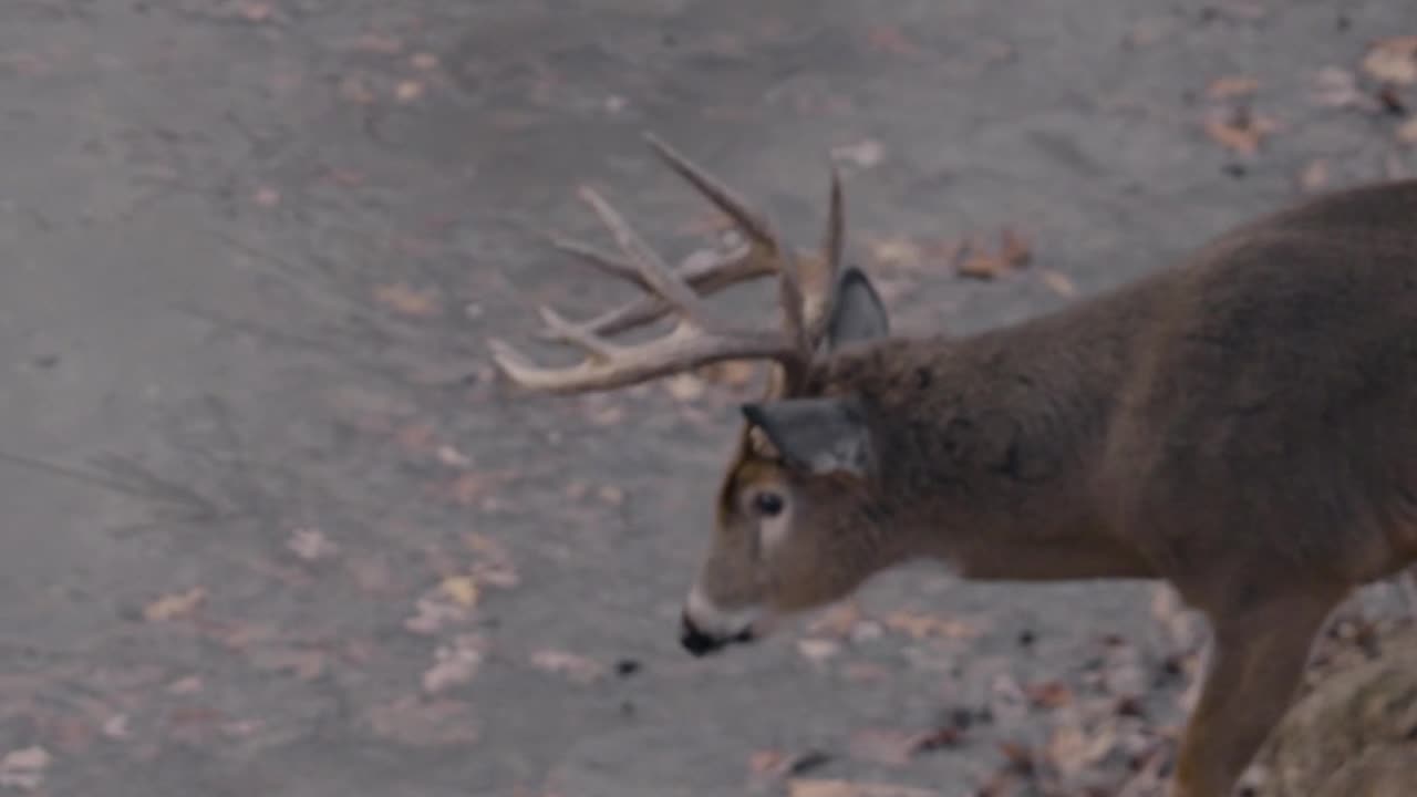 BIG Minnesota stud on the ground this week on the Outdoor Channel !