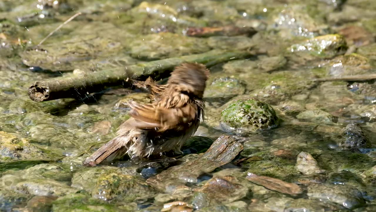 Adorable Little Bird Enjoys a Bath!