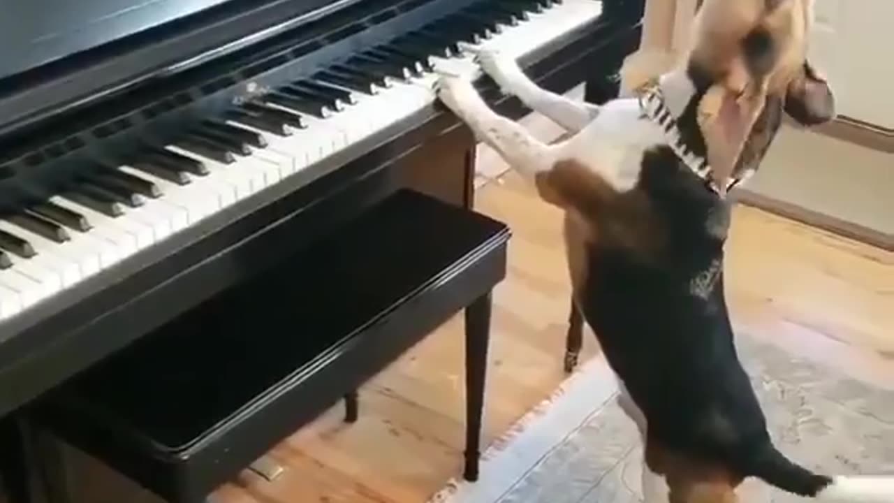 The pianist dog