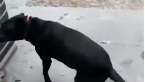 dogs show off there snow skills