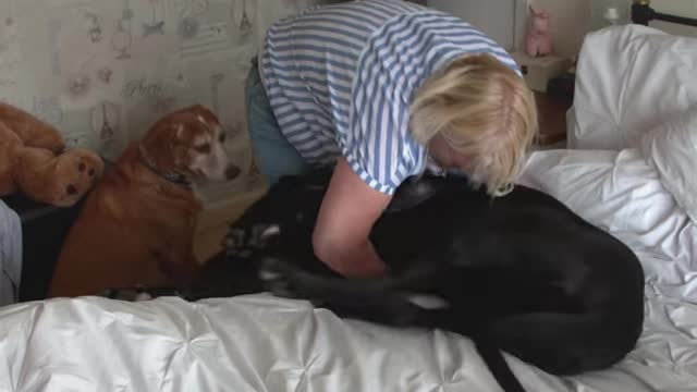 Dogs Behaving Very Badly-