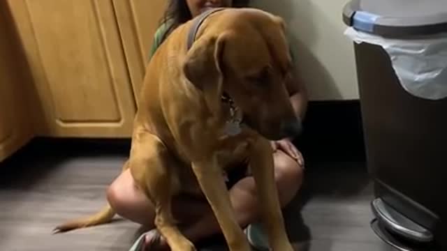 Dog love to owner