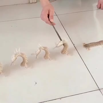 obedient shrimp