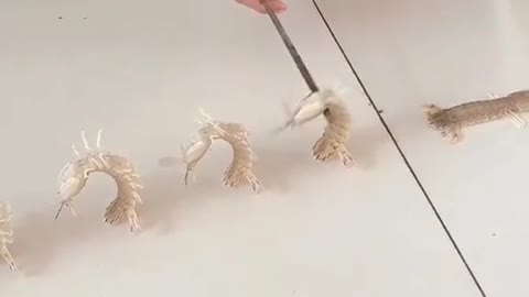 obedient shrimp