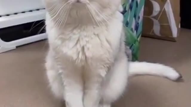 funnycat