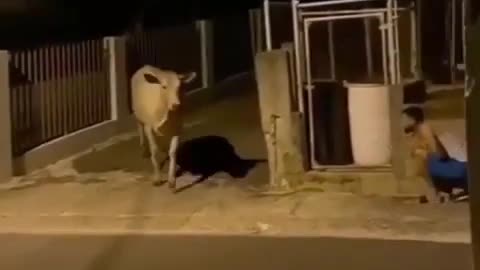 Cow gets scared funny😂😂😂