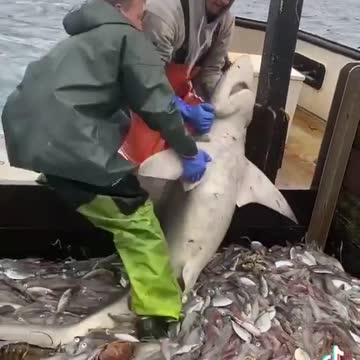 That shark is just over there living his best life refusing to get back into the ocean