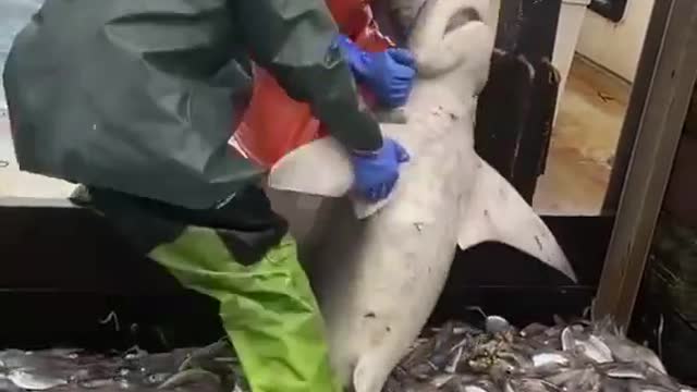 That shark is just over there living his best life refusing to get back into the ocean