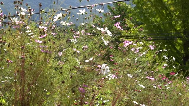 a variety of beautiful cosmos blooming in the fall 4