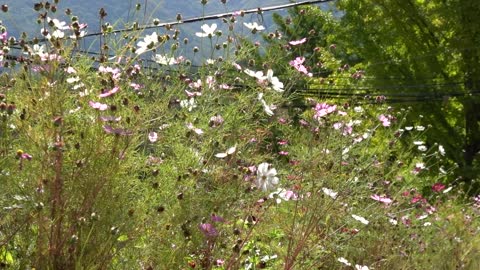 a variety of beautiful cosmos blooming in the fall 4