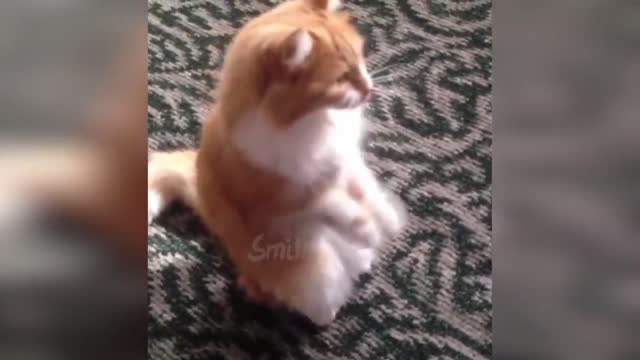 Dancing cat