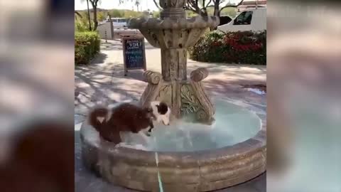 Viral cats & dogs having fun