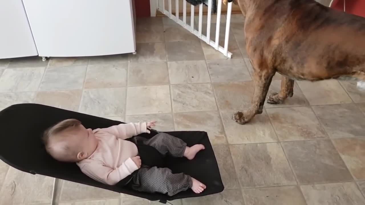 laugh videos, dog playing with baby