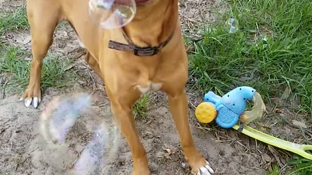 Bubble time