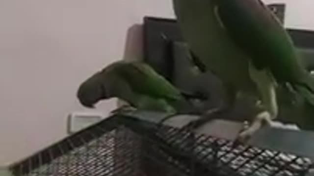 Talking parrat mitu