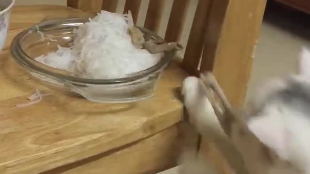 the cat steals the fish