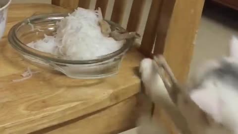 the cat steals the fish