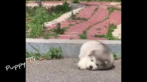 Baby Alaskan Malamute Puppies Running