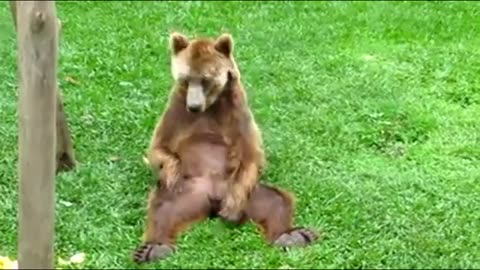 FUNNY BEAR PARADE !!!!