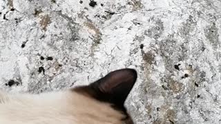 Cat exploring the river