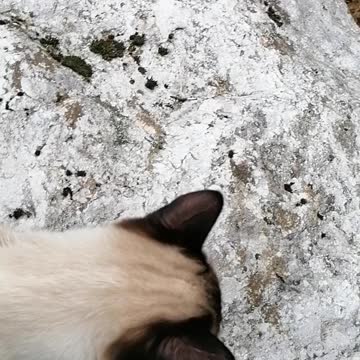 Cat exploring the river