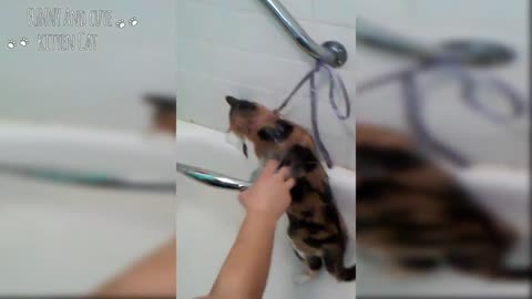 Funny Cats say No to Bath - Cat and Water Funny Compilation | CATSLIFE#5