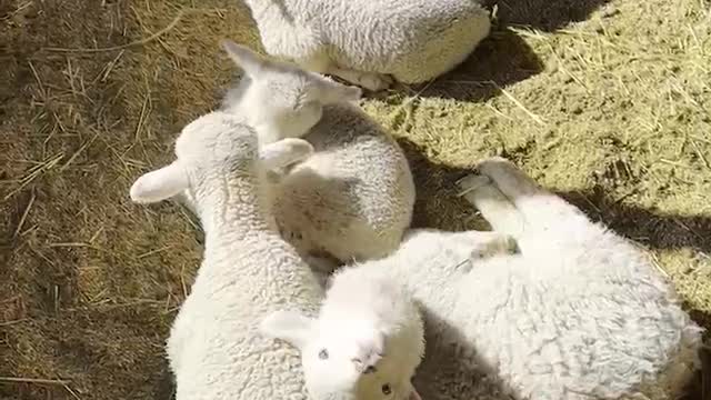 cute sheep