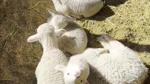 cute sheep