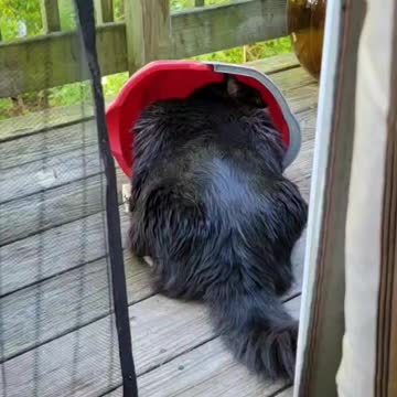 Cat drinking out of a bucket