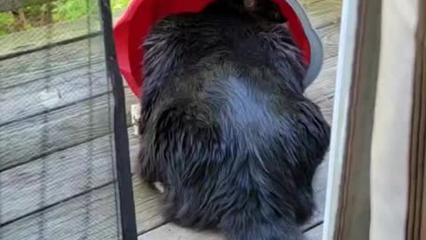 Cat drinking out of a bucket