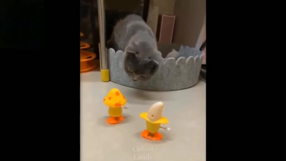 Cute cats love walking toys