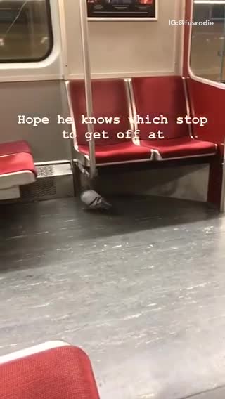 Pigeon walking around subway under seats