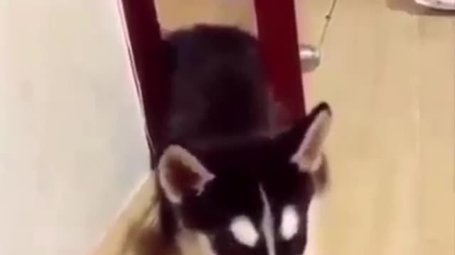 VERY FUNNY VIDEO OF ANIMALS BEING ANIMALS