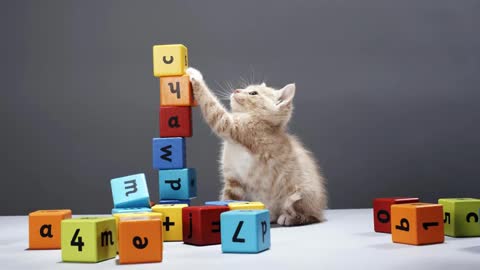 Cute playing kitten