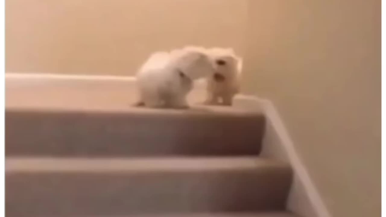 Cute funny puppy