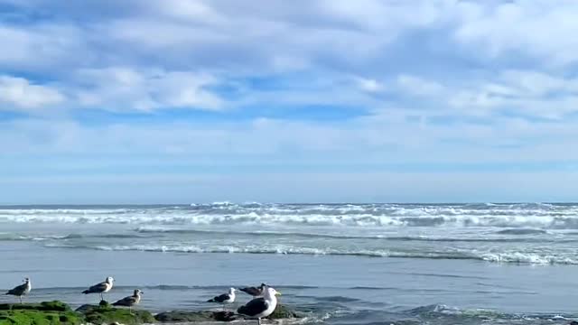 Watching and listening to the sea