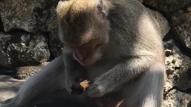 Monkey eating tangerine or orange